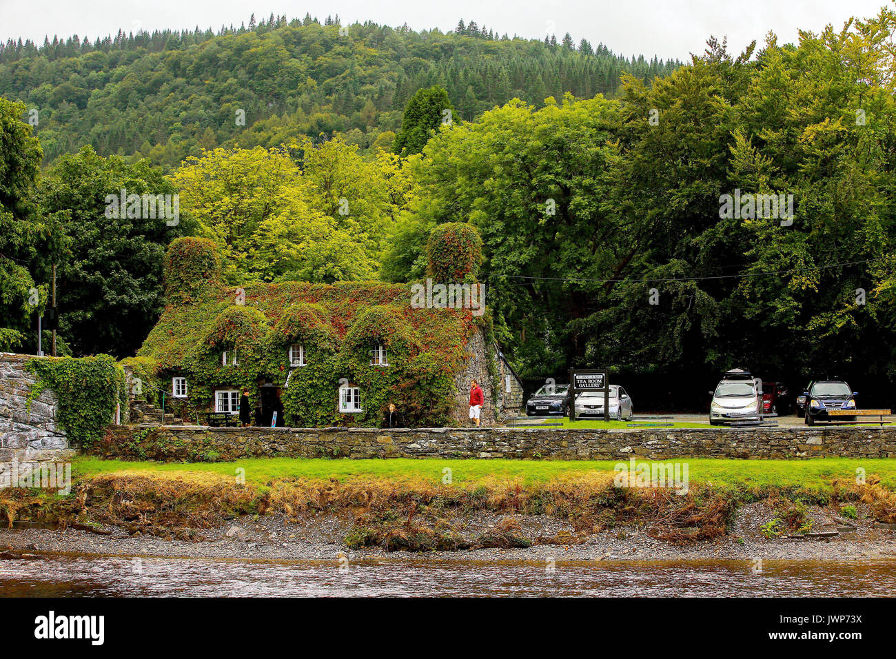 Tu Hwnt ir Bont Tea Rooms in Llanrwst, North Wales, which is covered in Virginia Creeper and has started its Autumnal change in colour early with the green leaves normally turning red by mid-Autumn. Stock Photo