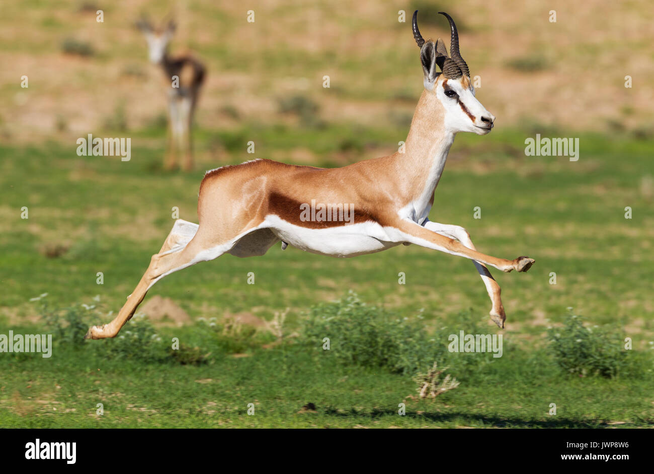 Springbok jump hires stock photography and images Alamy