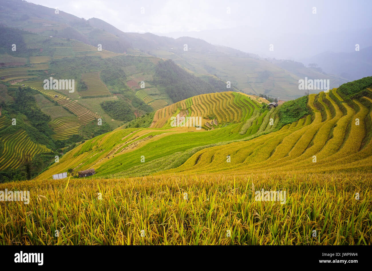 Terraced rice field in Yen Bai, Vietnam. Rice production in Vietnam in ...
