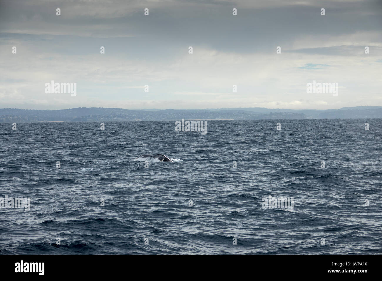 Humpback whale on winter migratory route off Sydney Heads Australia ...