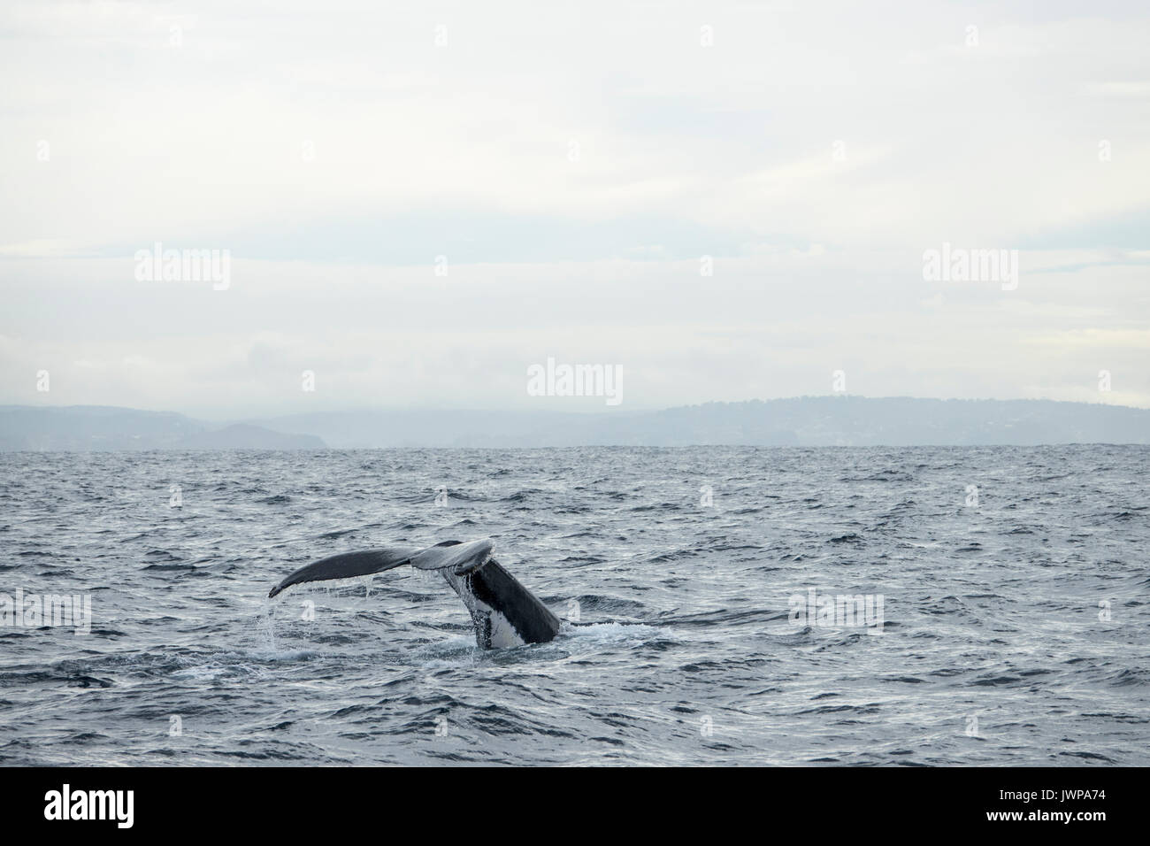 Diving Humpback whale on winter migratory route off Sydney Heads Australia Stock Photo