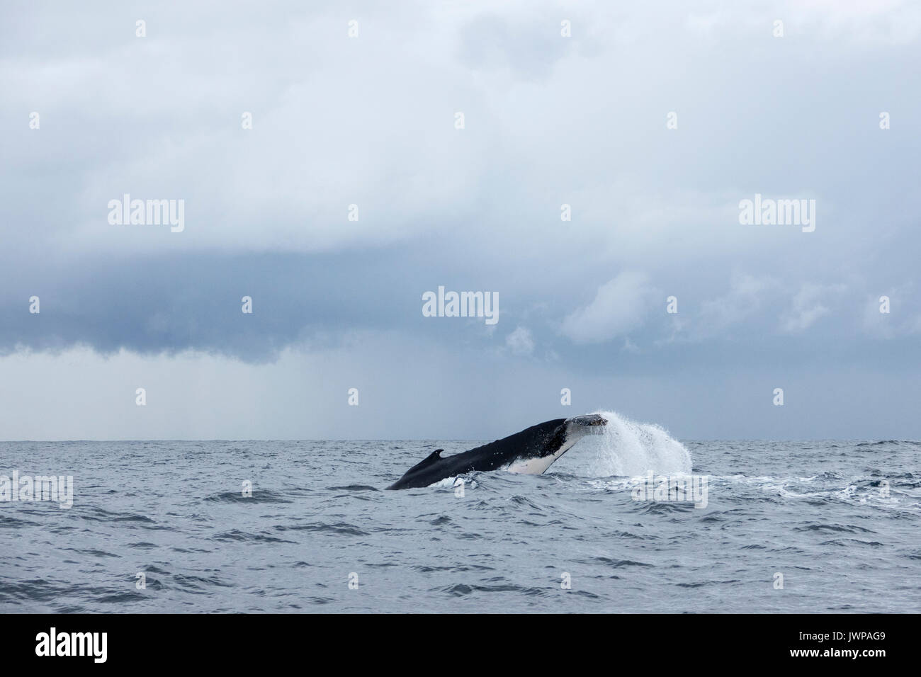 Diving Humpback whale on winter migratory route off Sydney Heads ...