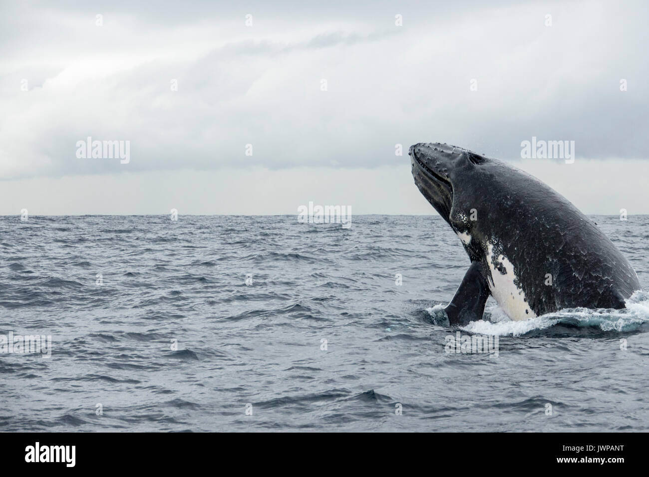 Breaching Humpback whale on winter migratory route off Sydney Heads