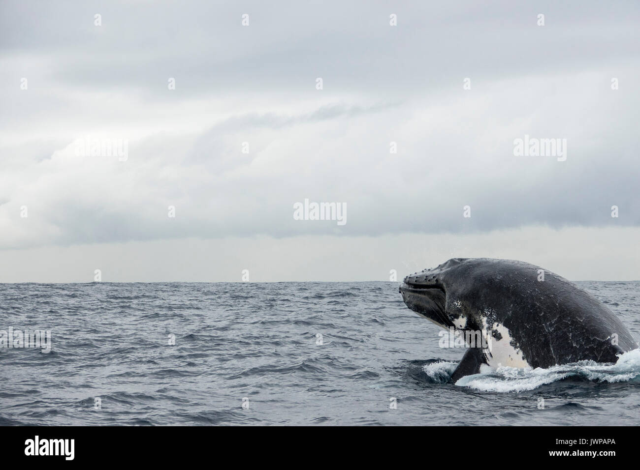 Breaching Humpback whale on winter migratory route off Sydney Heads ...