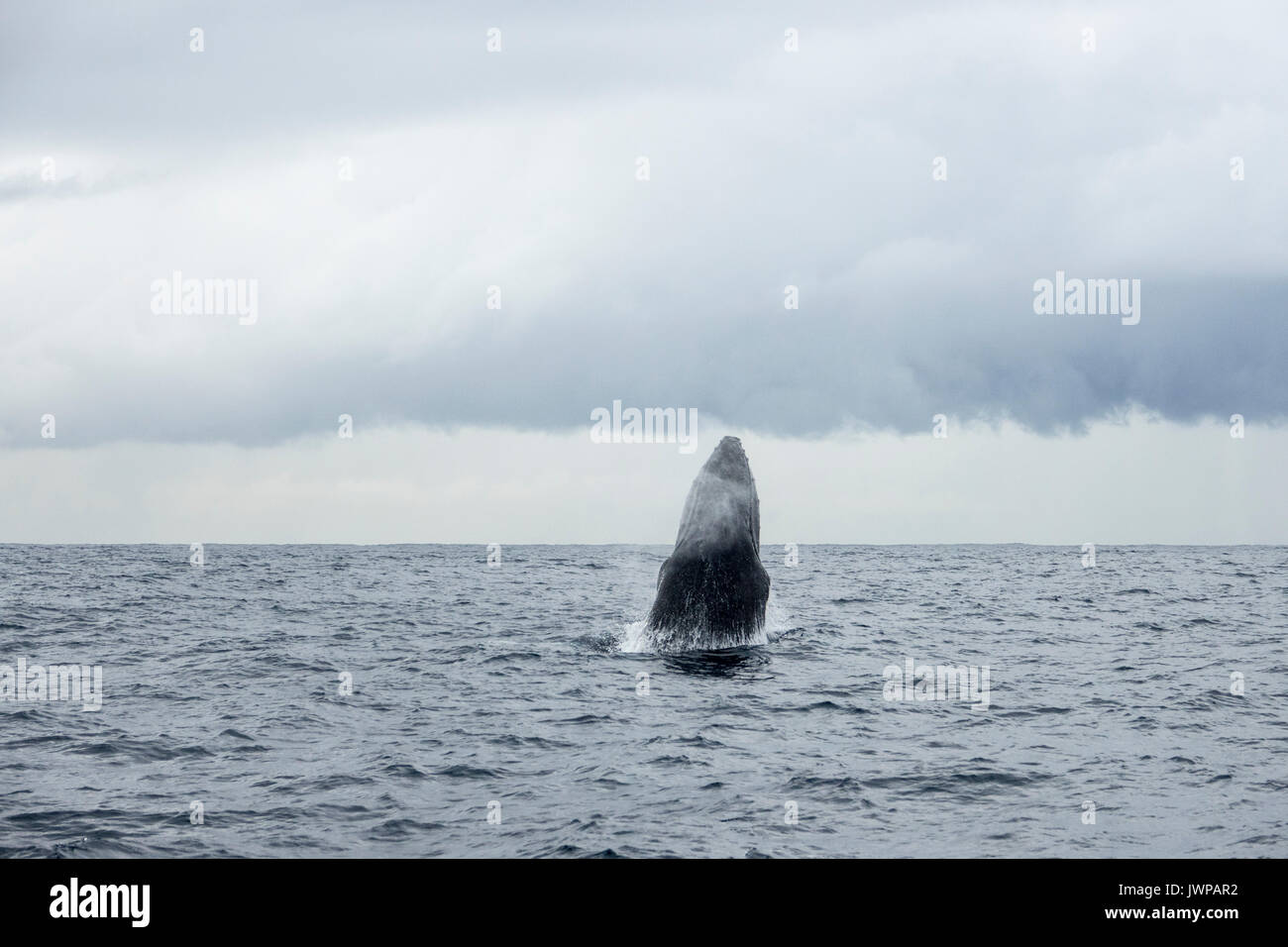 Breaching Humpback whale on winter migratory route off Sydney Heads ...