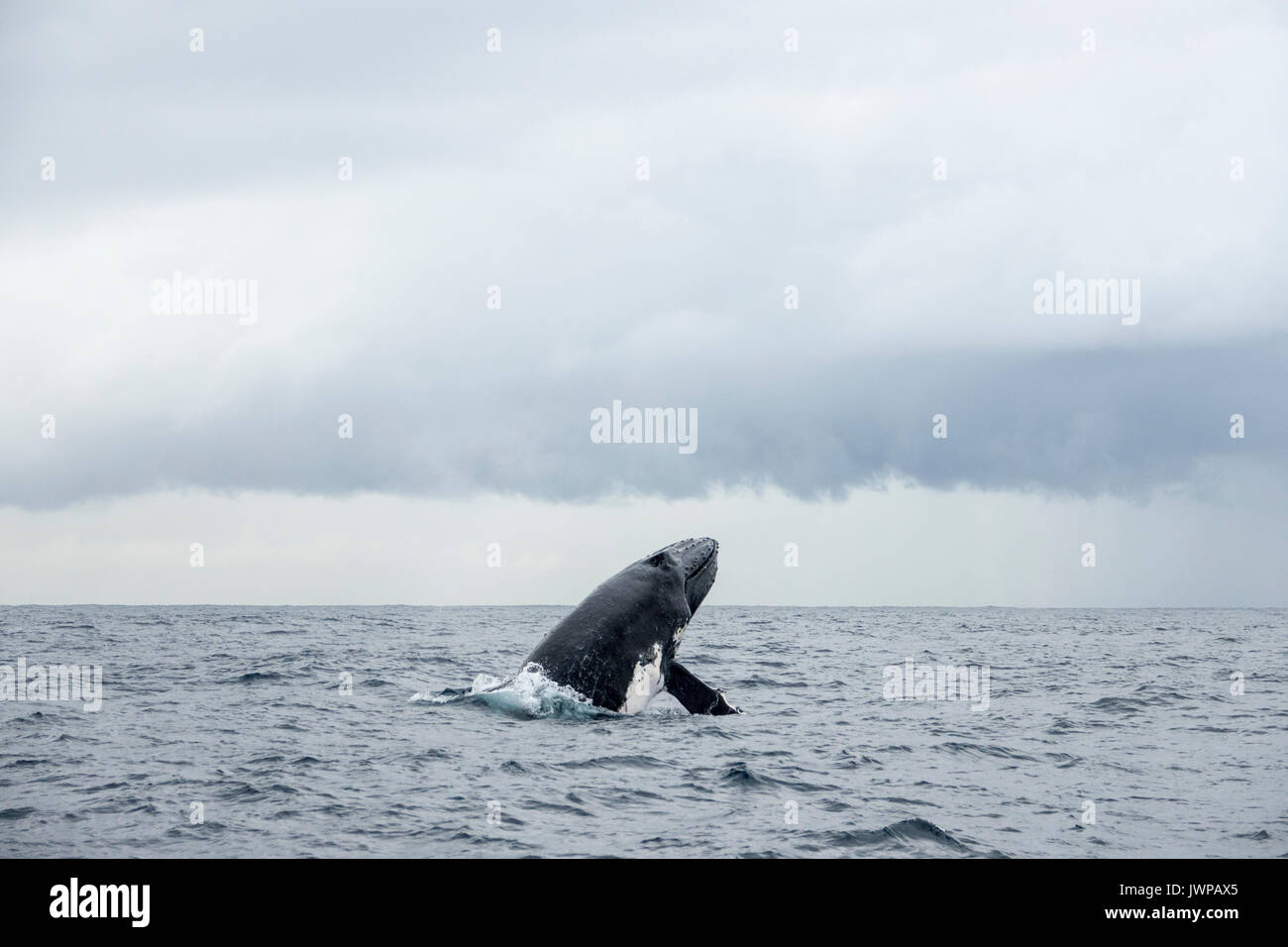 Breaching Humpback whale on winter migratory route off Sydney Heads Australia Stock Photo