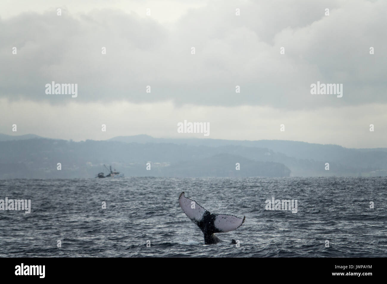 Humpback whale on winter migratory route off Sydney Heads Australia