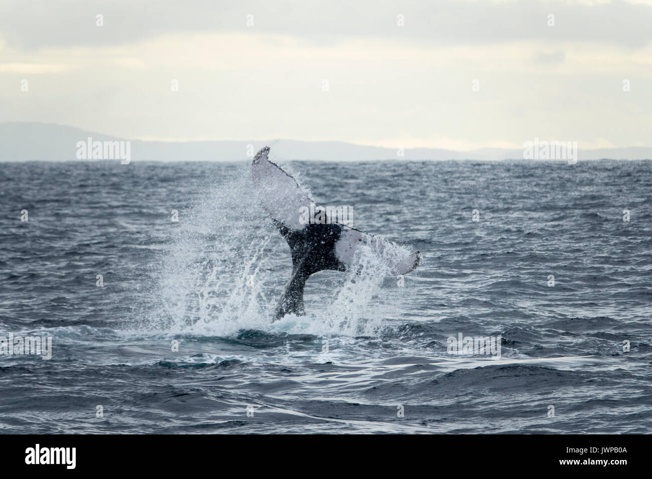 Tail slapping Humpback whale on winter migratory route off Sydney Heads