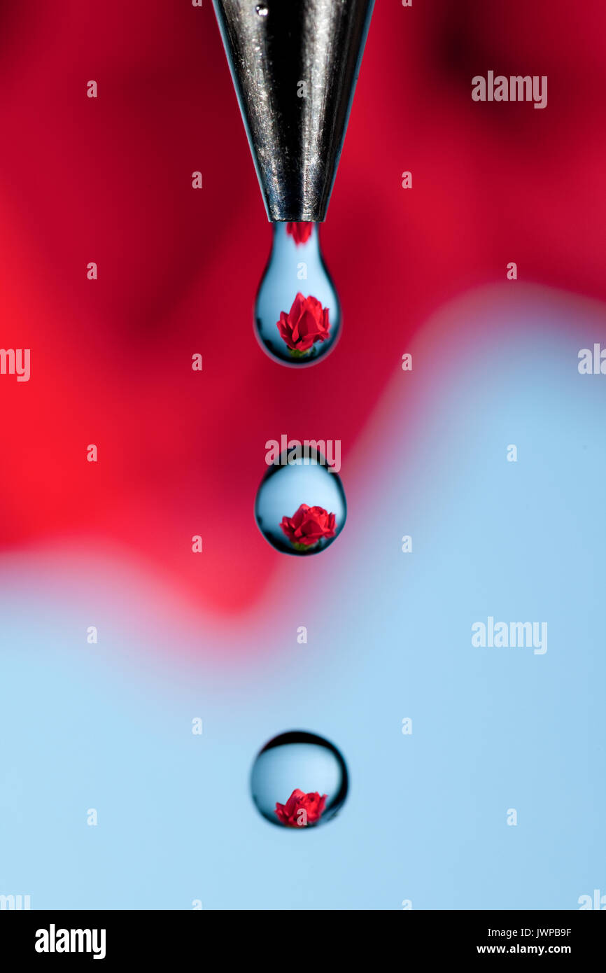 A Red Rose Refracted Through Drops Of Water Coming From A Faucet