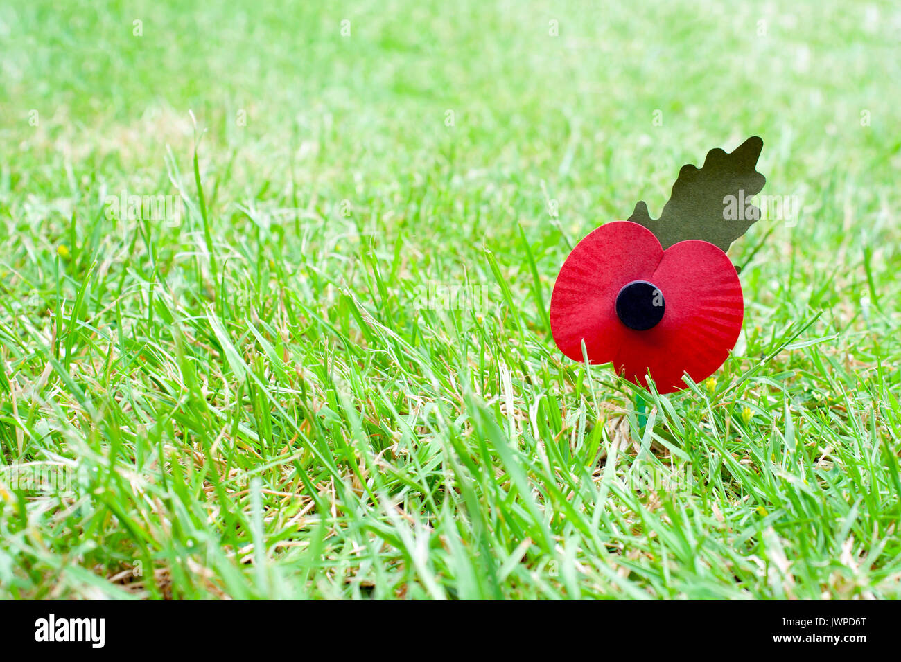 Remembrance day poppy laying in grass with a shallow depth of field and ...