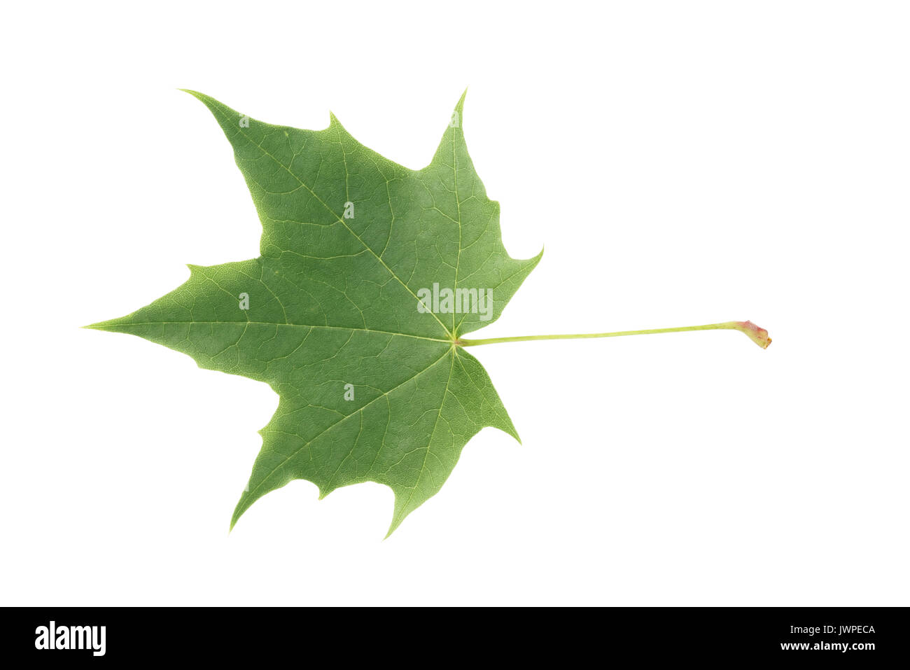 maple green leaf isolated on white background Stock Photo - Alamy