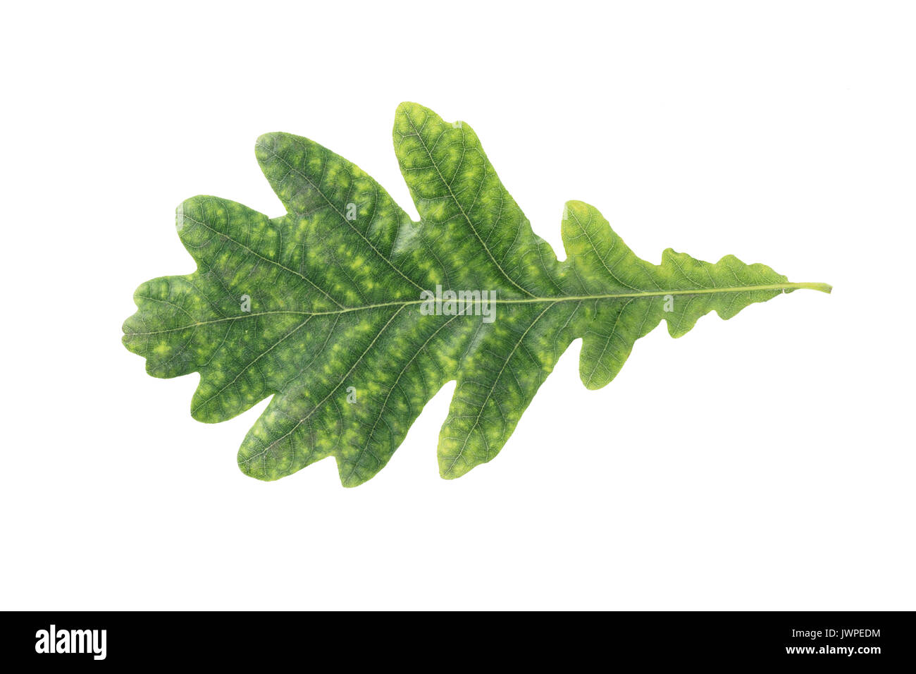 oak green leaf isolated on white background Stock Photo - Alamy