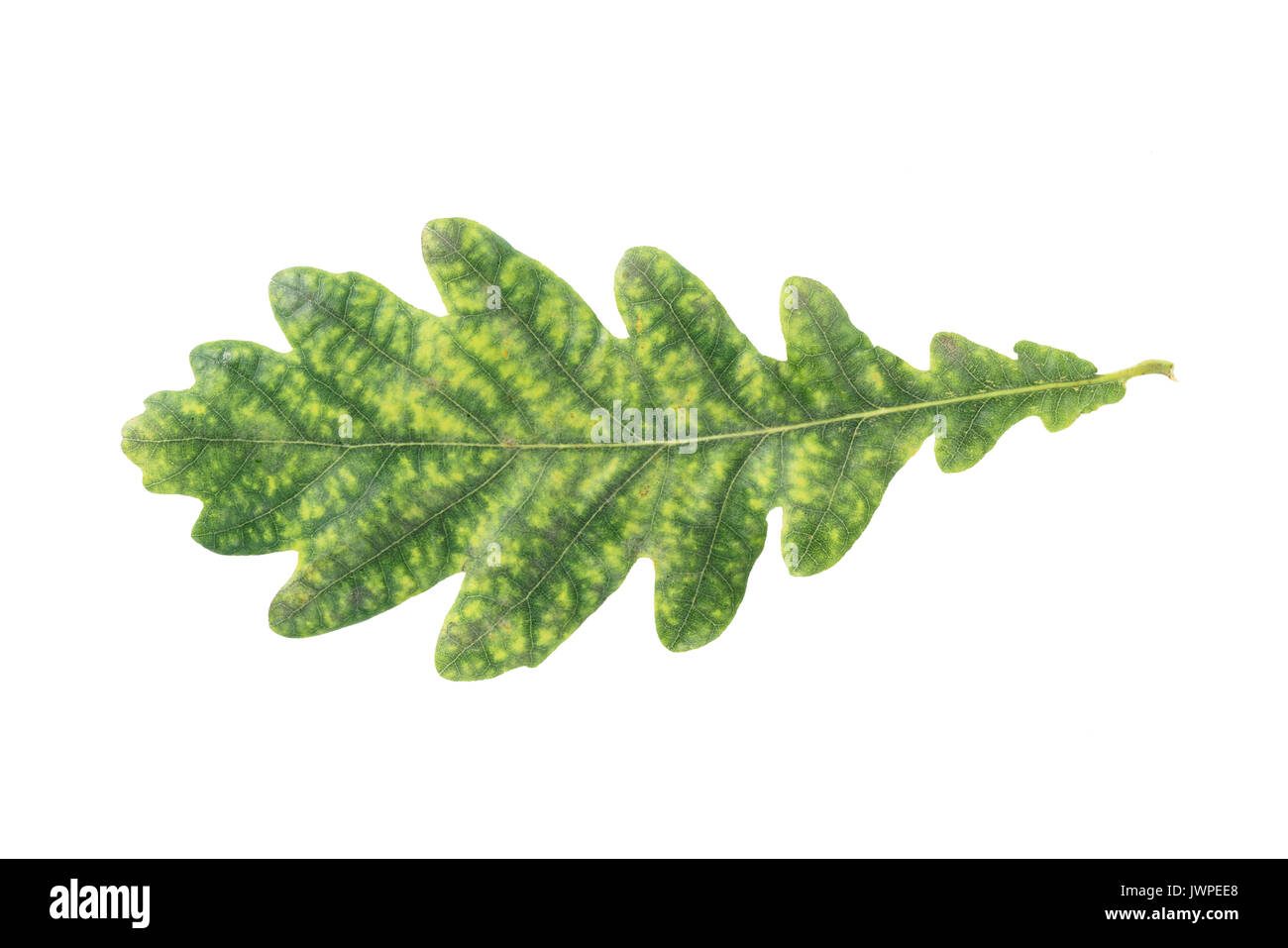 oak green leaf isolated on white background Stock Photo - Alamy