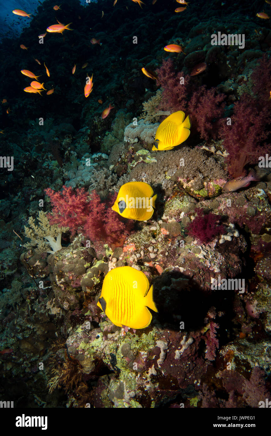 blue-cheeked butterflyfish in the red sea in egypt Stock Photo - Alamy