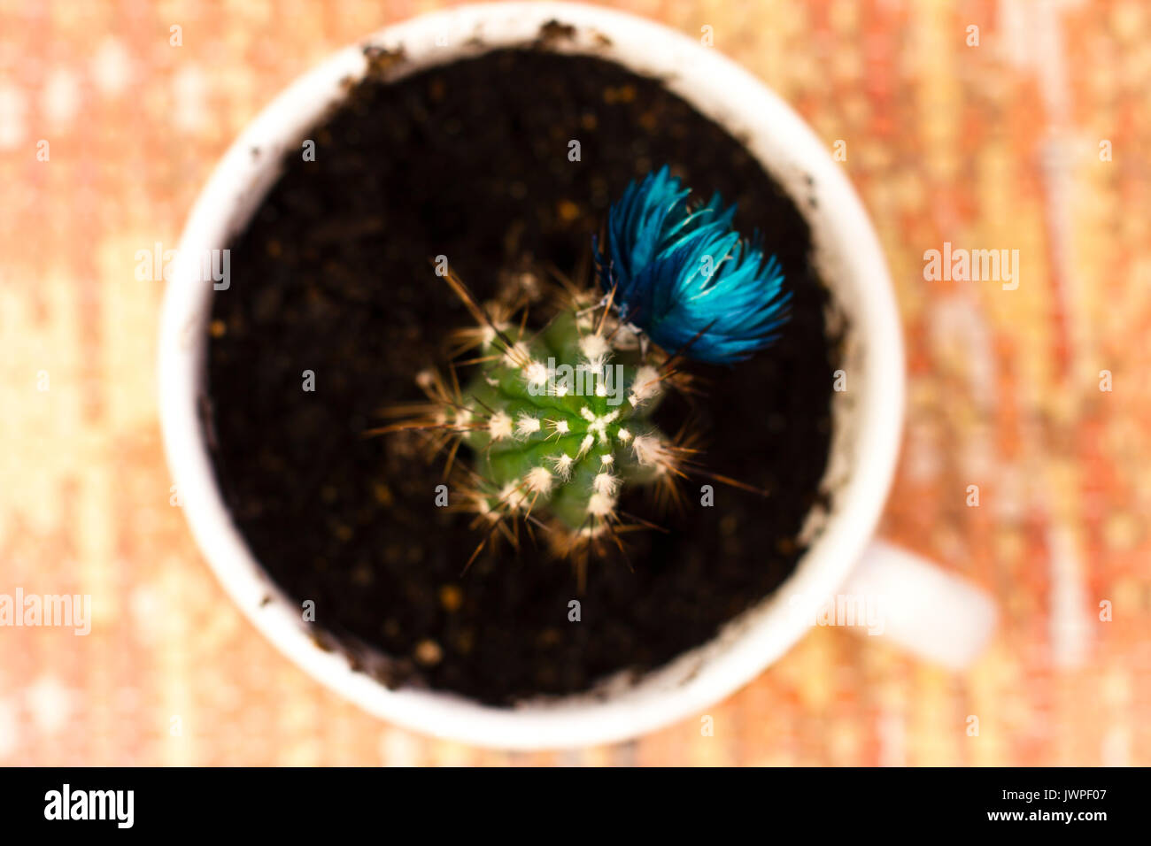 Green cactus with blue flower in a mug Stock Photo