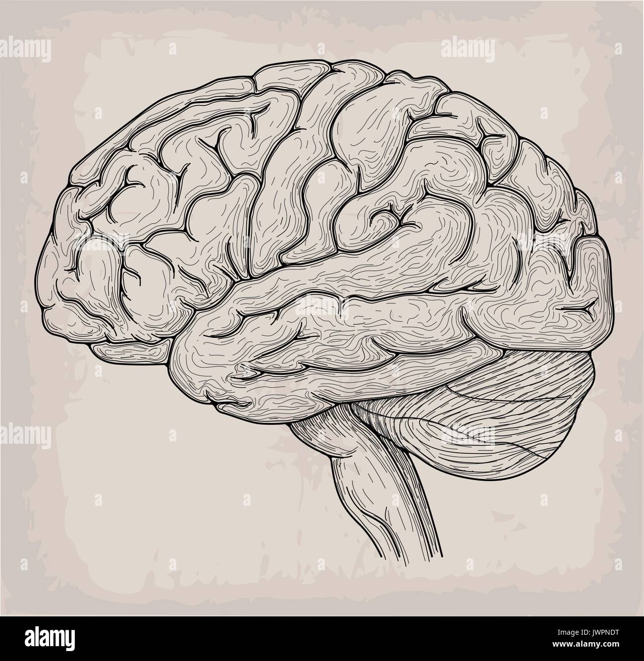 anatomical brain heart hand drawn organ sketch medicine vector illustration JWPNDT