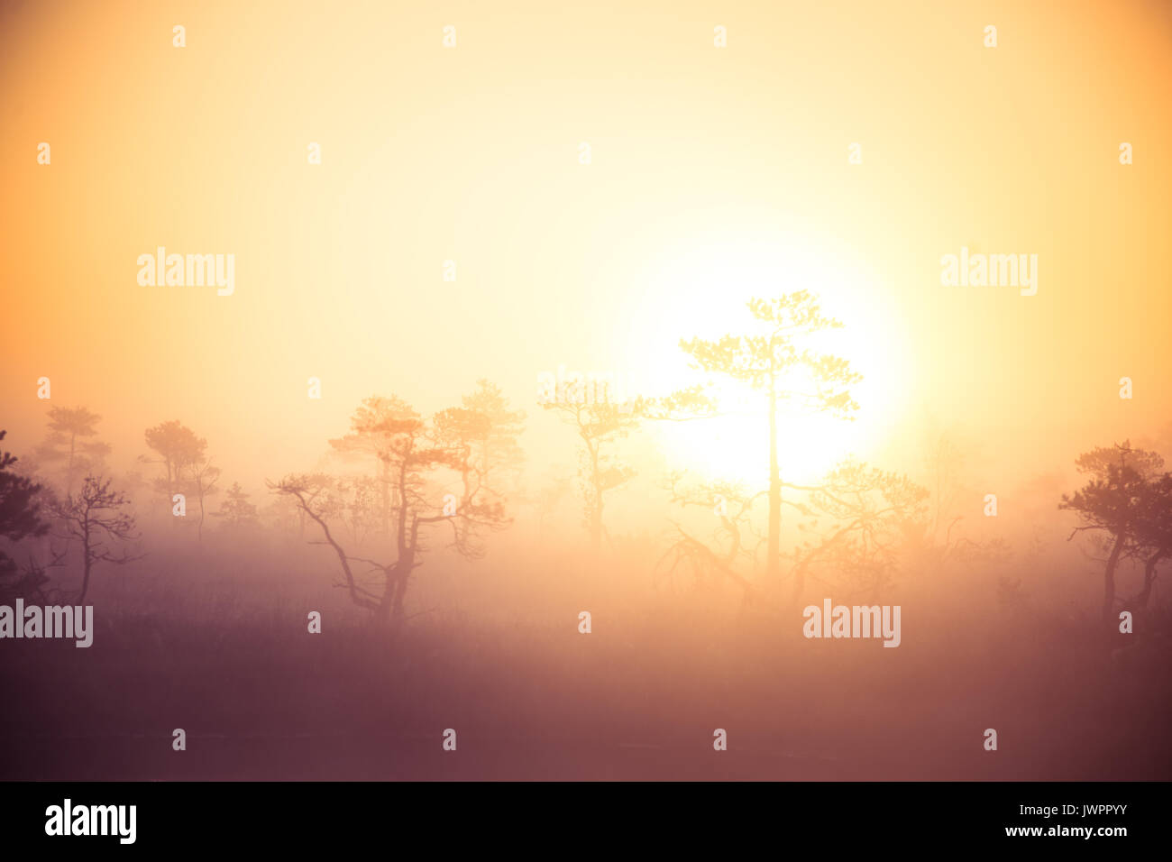 A bright, golden landscape of a marsh after the sunrise. Bright, white light pouring over the scenery. Beautiful swamp in Northern Europe. Stock Photo