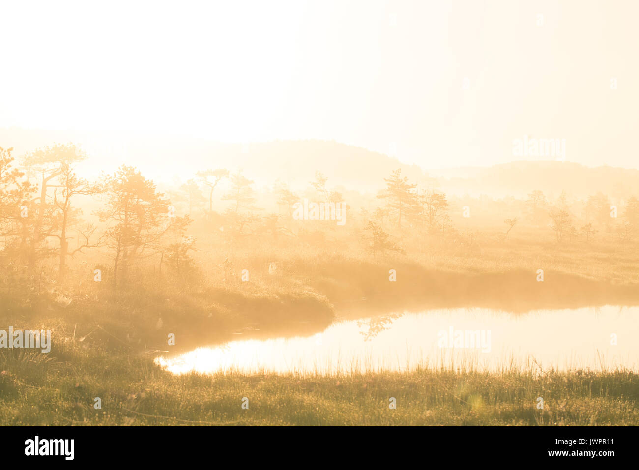 A bright, golden landscape of a marsh after the sunrise. Bright, white light pouring over the scenery. Beautiful swamp in Northern Europe. Stock Photo