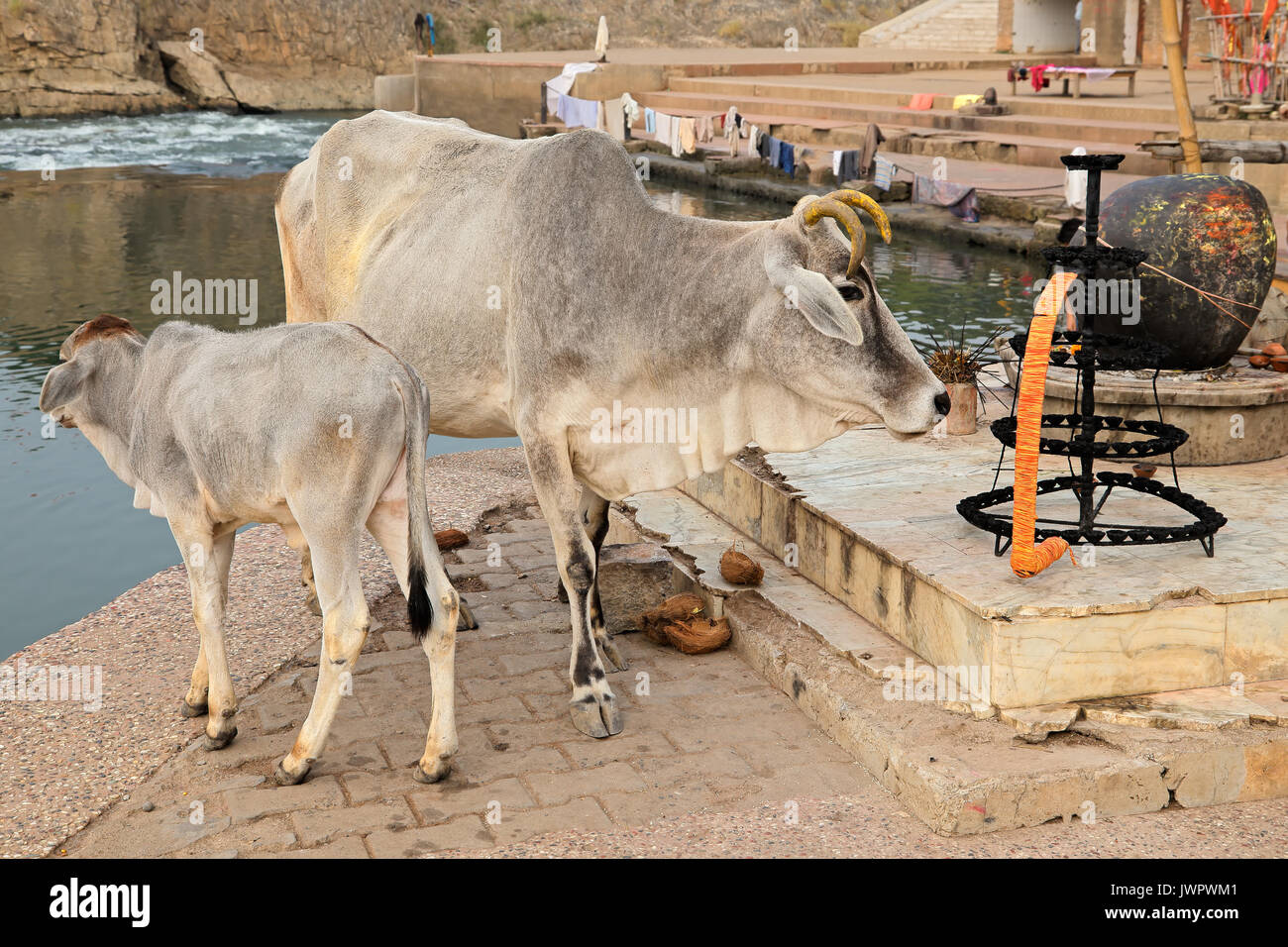 White Brahman cow and calf in rural India Stock Photo