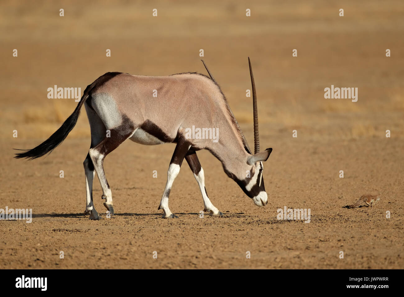Curious gemsbok antelope (Oryx gazella) and a ground squirrel, Kalahari desert, South Africa Stock Photo