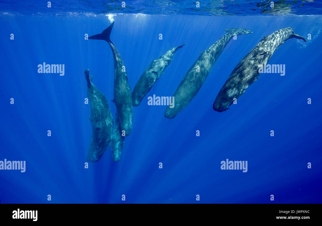 Pod of sperm whale calves and their mother diving, image was taken off the north western coast of Mauritius. Stock Photo