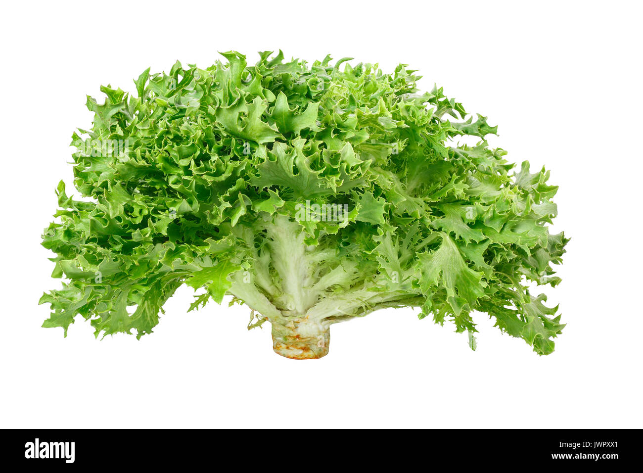 Fresh Green Frisee Lettuce Isolated On White Background Vegetable Salad Lettuce Crispy Endive Stock Photo Alamy