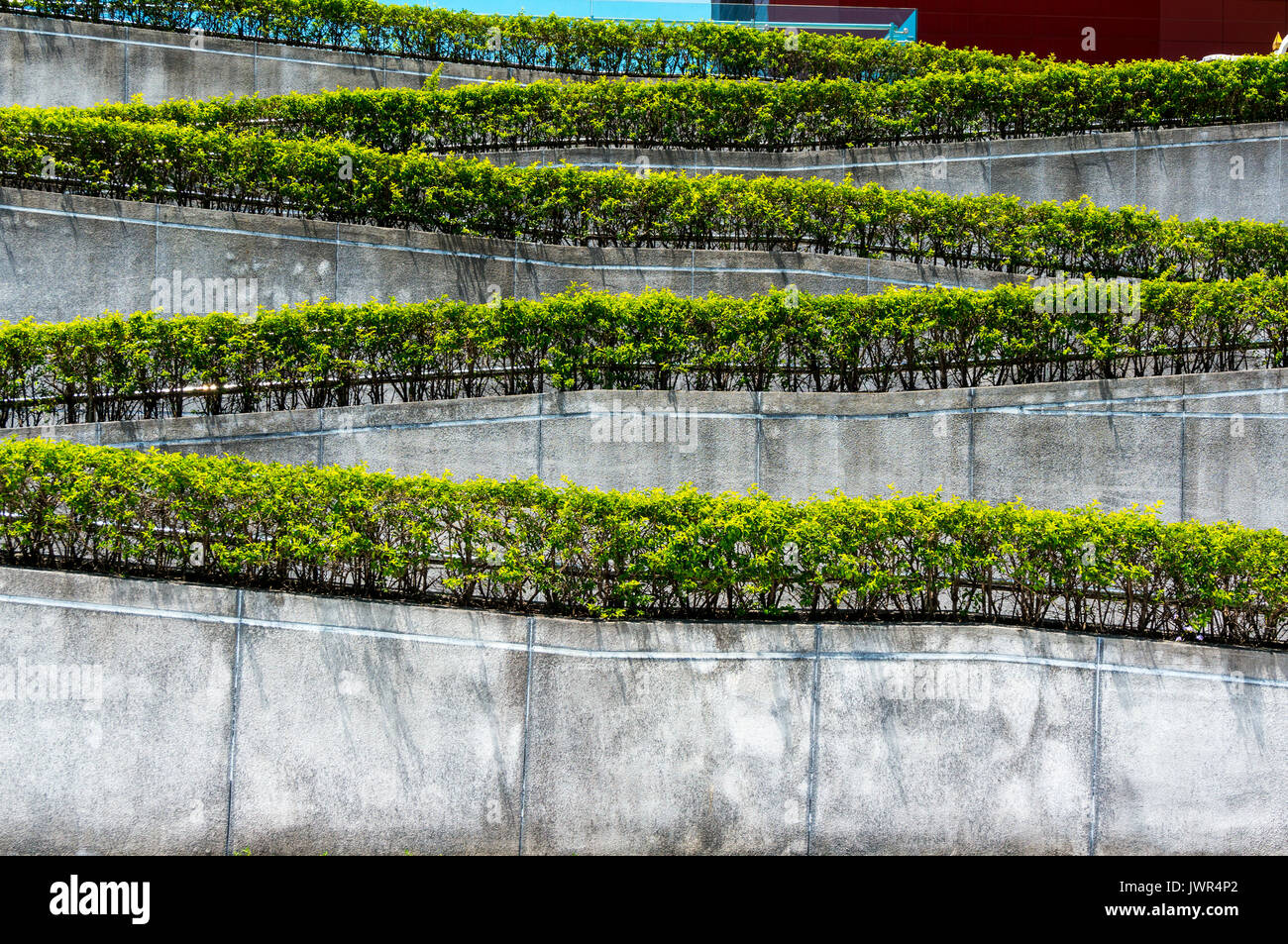 Zigzag lines of repeating green bushes, background, ascending Stock Photo