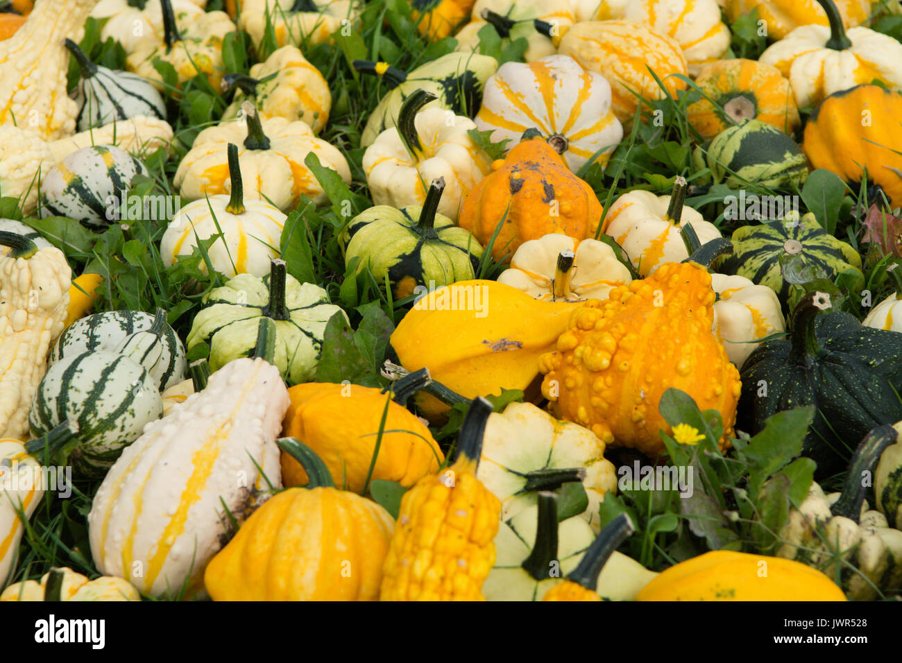 Ripe colorful pumpkins on the green grass, new harvest, ready to cook ...