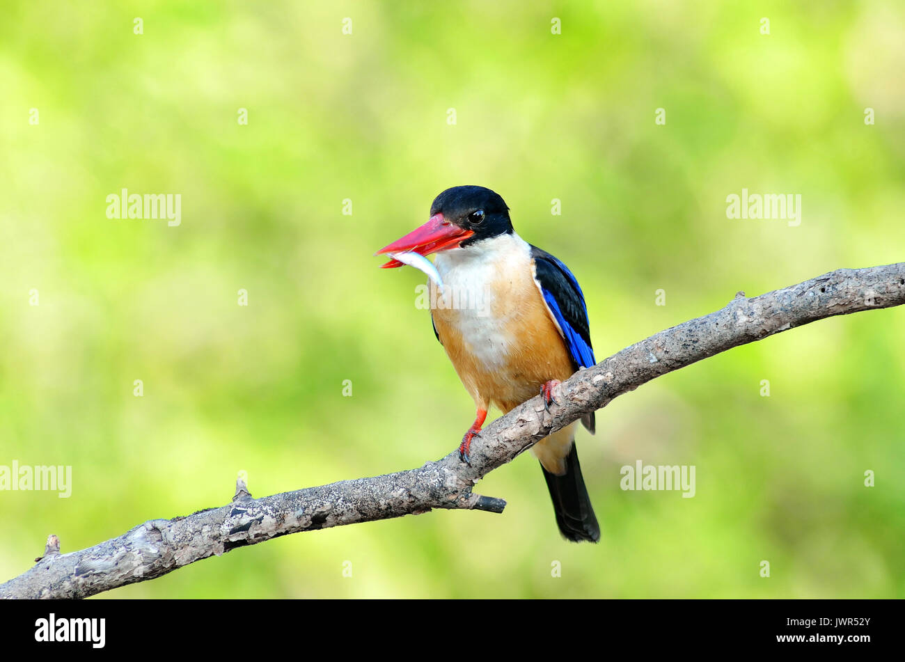 Bird Black Capped Kingfisher Halcyon Pileata Purple Blue Wings And Stock Photo Alamy