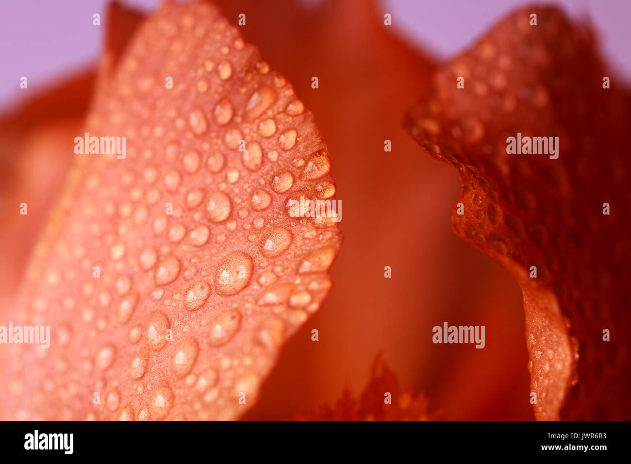 Orange flower rose water drops macro close up Stock Photo