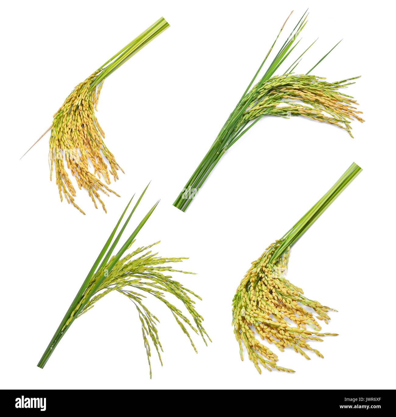 set of green paddy rice isolated on white background Stock Photo - Alamy