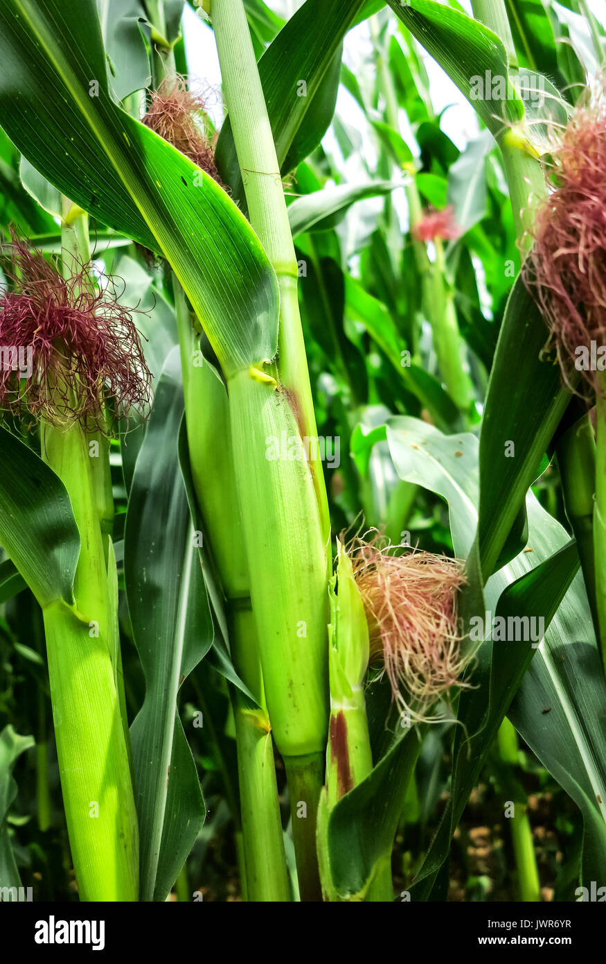 German corn growing germany hires stock photography and images Alamy