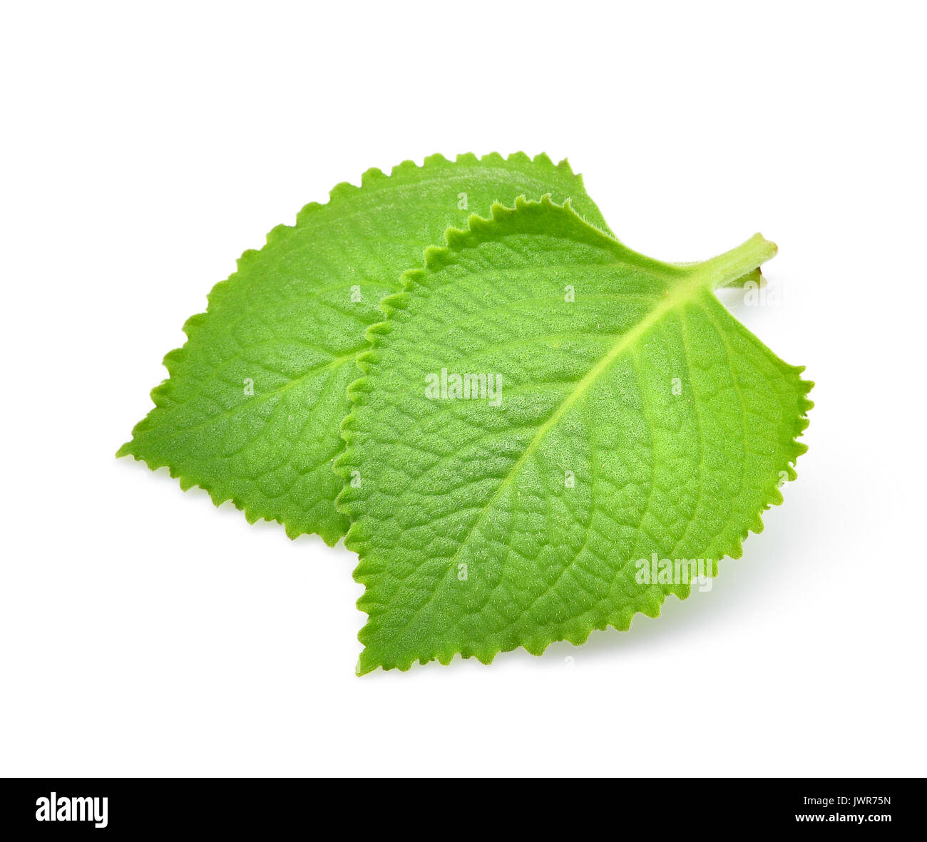 Green Leaves (Country Borage,Indian Borage,Coleus amboinicus Lour( Plectranthus amboinicus (Lour.)) isolate on white background. Stock Photo