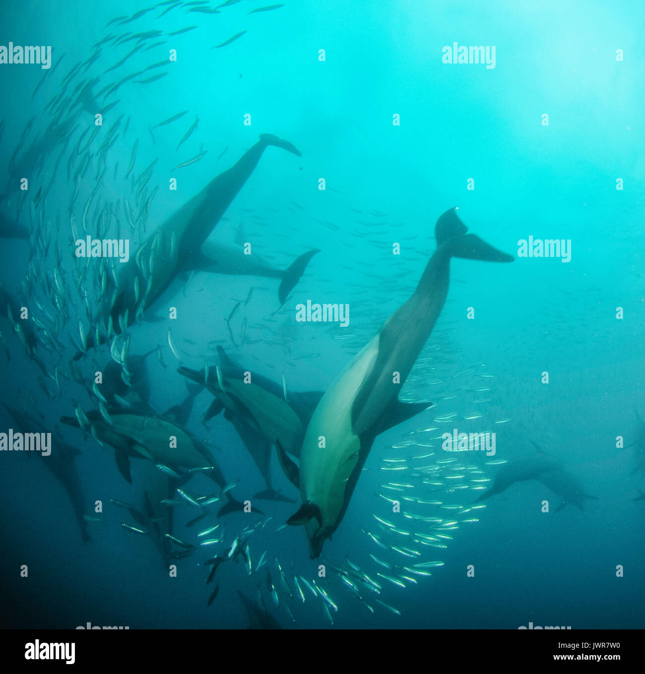 Pod of common dolphins feeding on sardines during the annual sardine run off the east coast of South Africa. Stock Photo