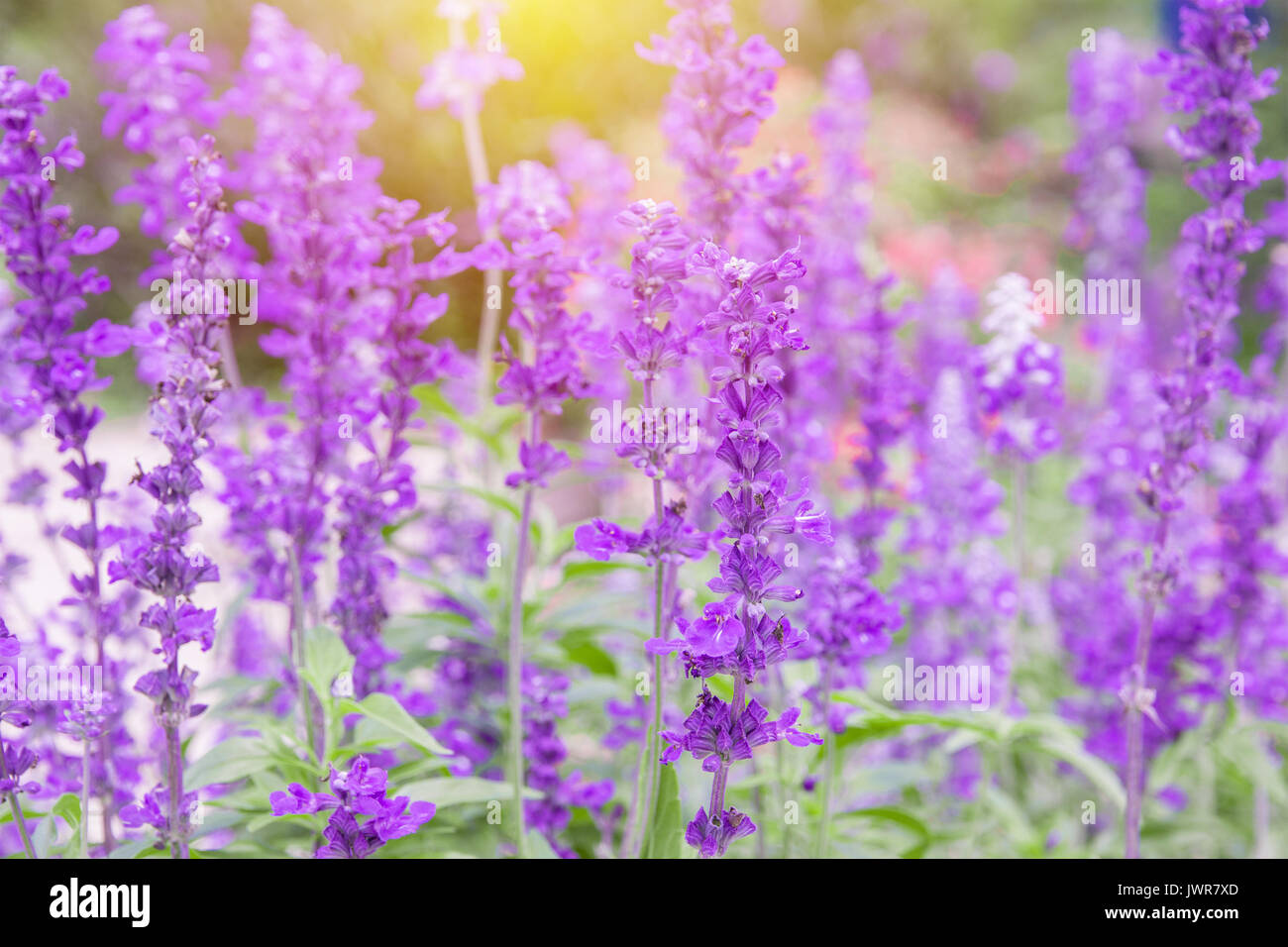 Lavender flower background hi-res stock photography and images - Alamy