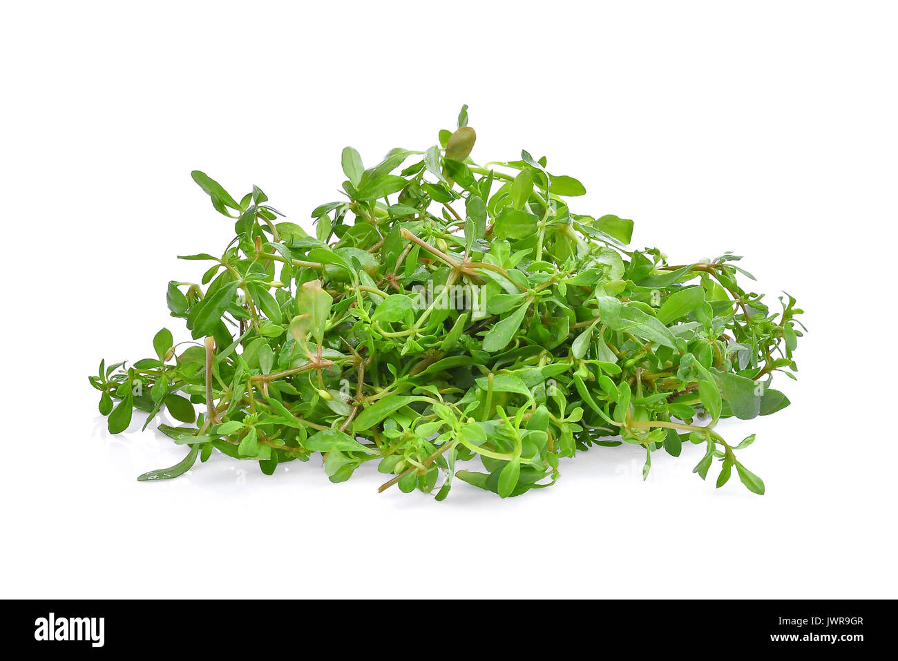 pile of green glinus oppositifolius (L.), tropical herbs isolated on white background Stock Photo