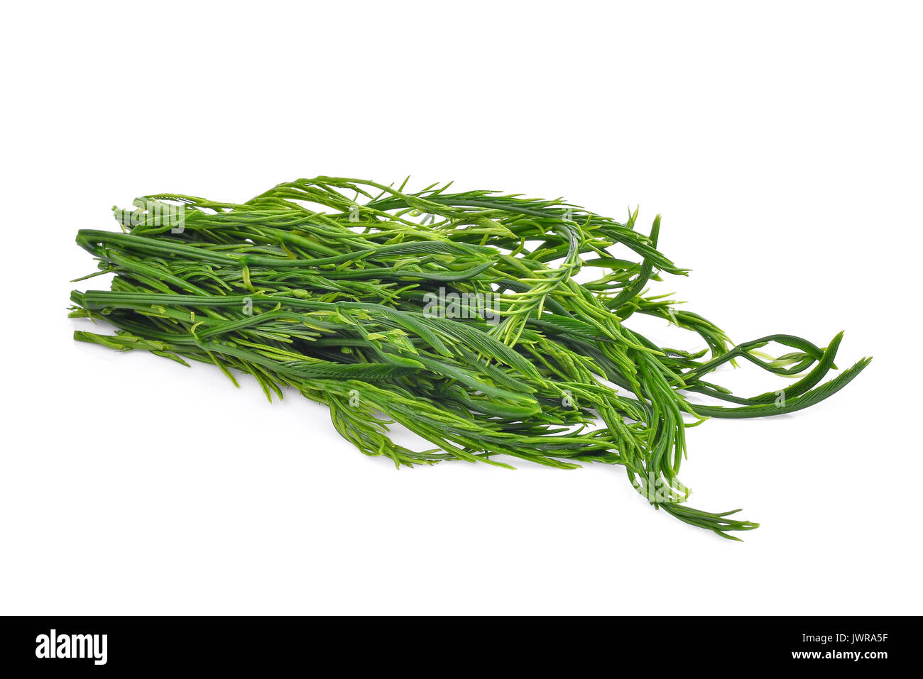 green leaves, senegalia pennata or or cha om isolated on white background  Stock Photo - Alamy