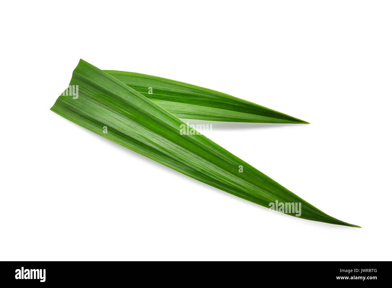 fresh green pandan leaves isolated on white background Stock Photo Alamy