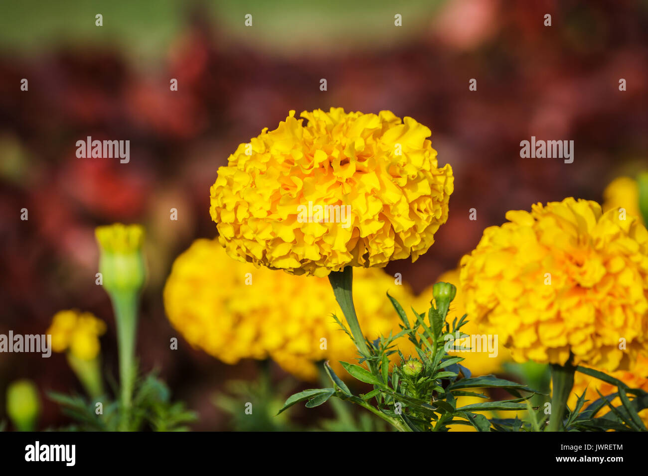 How to grow marigold hires stock photography and images Alamy