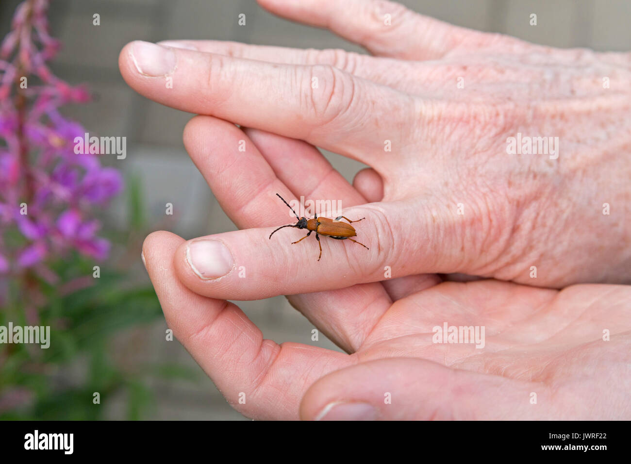 red longhorn beetle (Stictoleptura rubra) on a woman´s hand Stock Photo