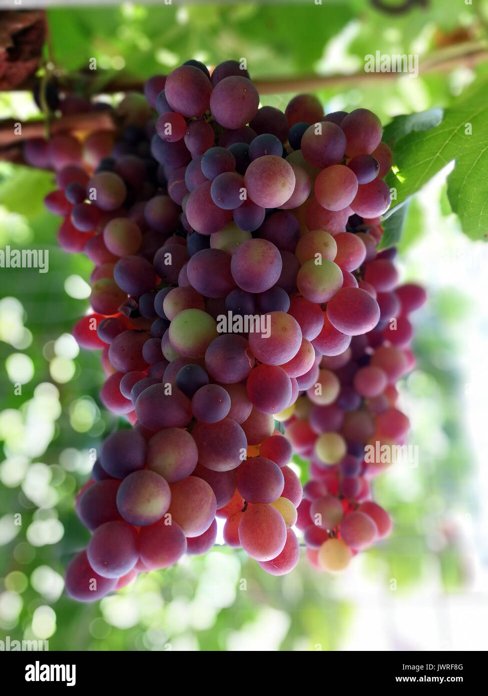 Grape Clusters Splendid clusters of red grapes on branch Stock Photo - Alamy