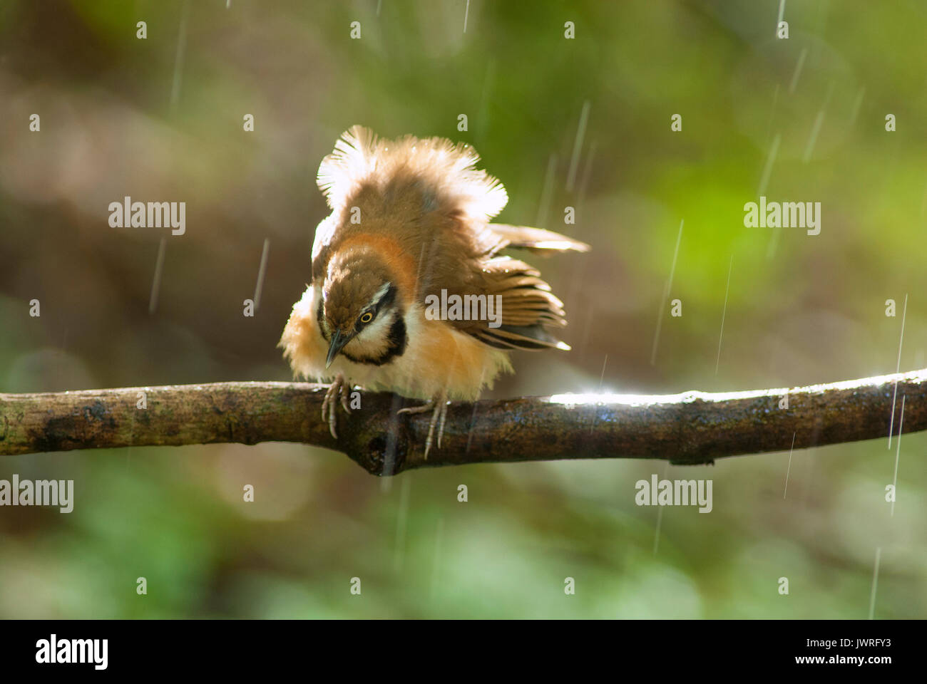A beautiful bird in the wild Asia.In the rain. Stock Photo