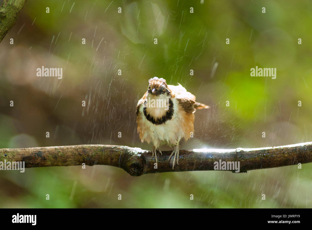 A beautiful bird in the wild Asia.In the rain. Stock Photo