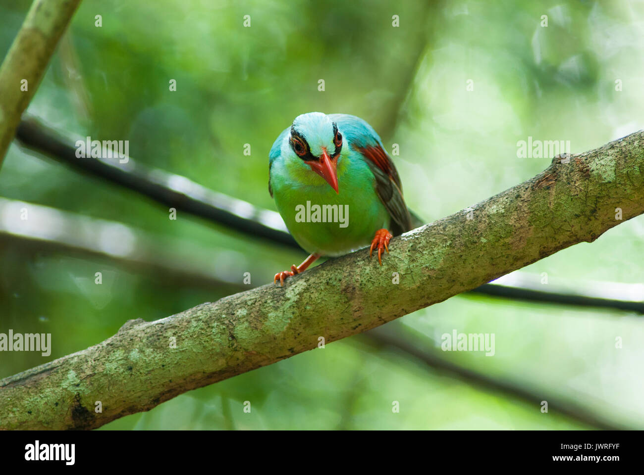 A beautiful bird in the wild Asia. Stock Photo