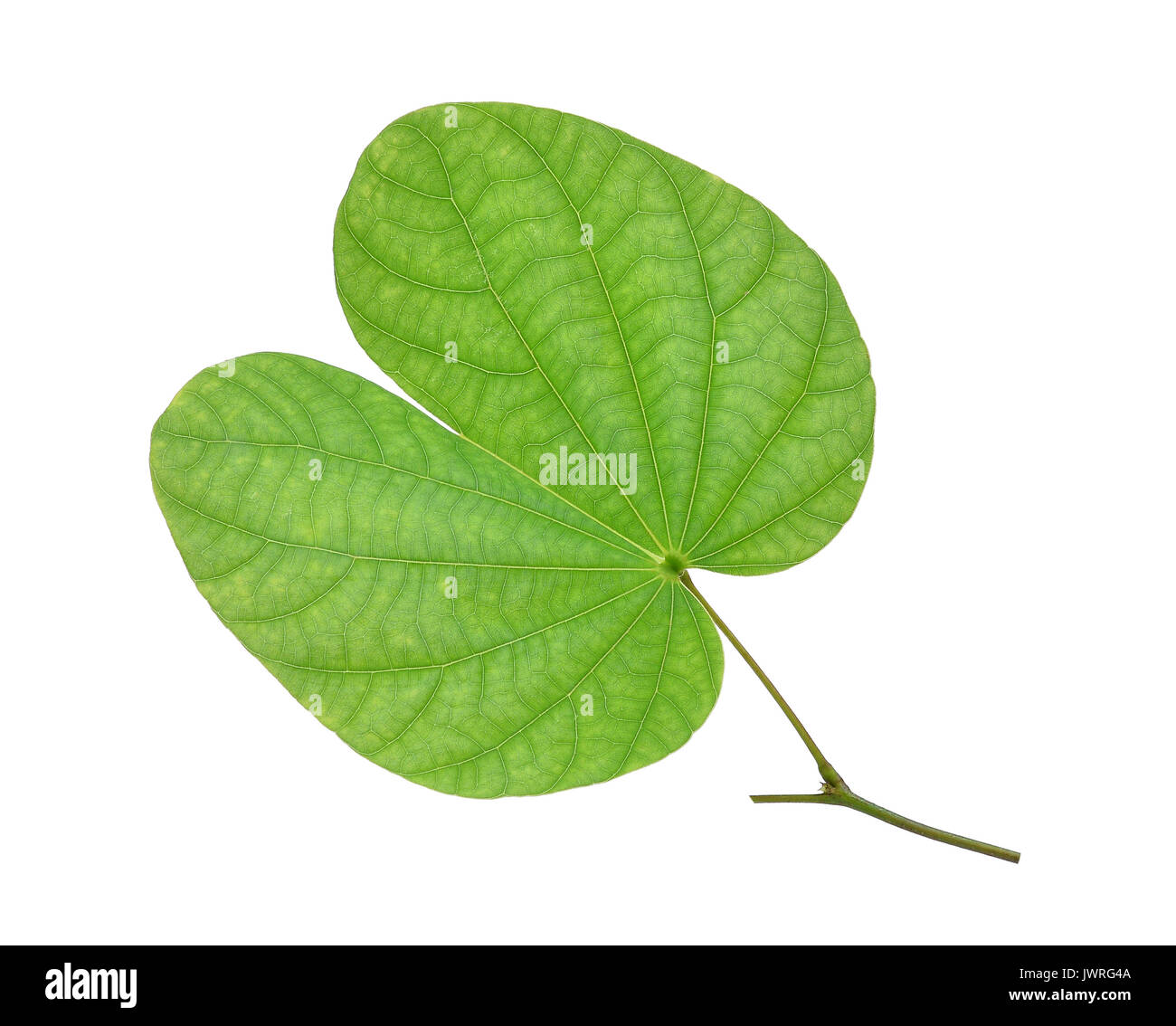 green leaf (orchid tree, butterfly tree) isolated on white background Stock Photo