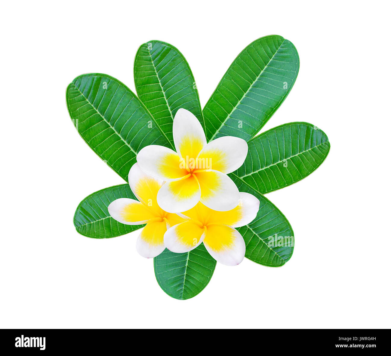 white frangipani with green leaves isolated on white background, top view Stock Photo