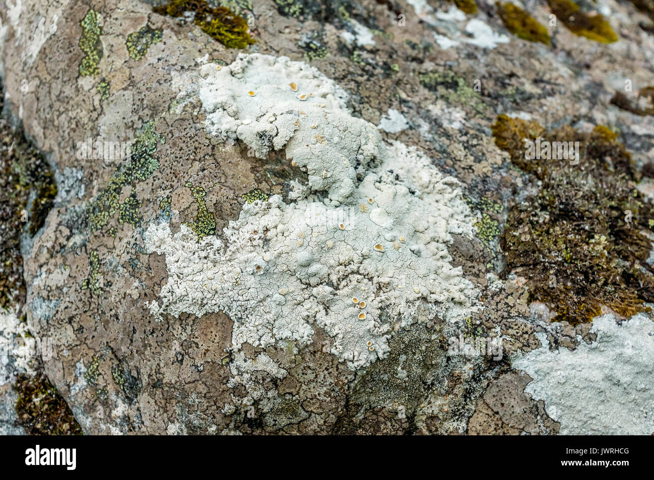 A white crustose lichen growing on a rock by the coast Stock Photo - Alamy