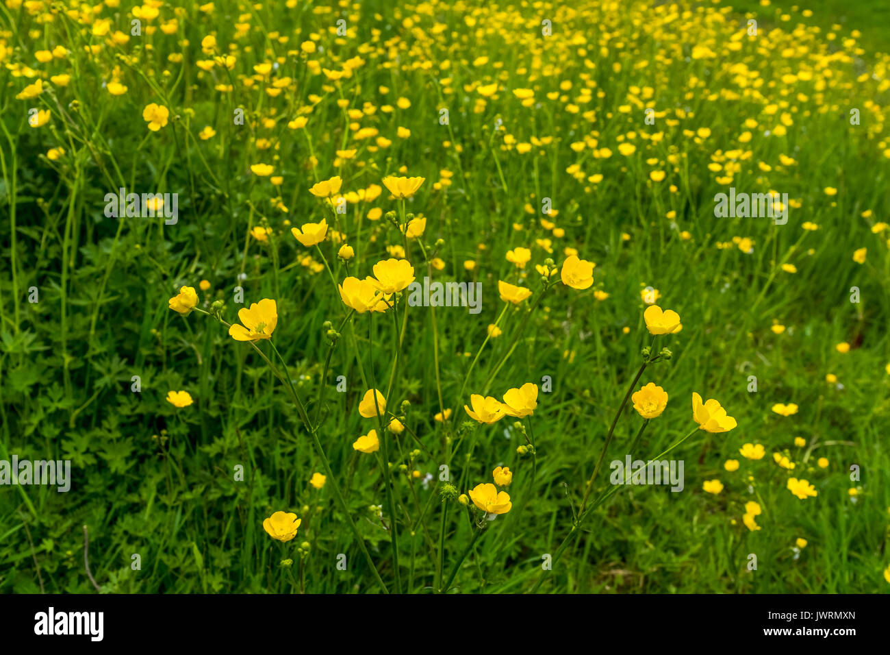 Buttercups flower hi-res stock photography and images - Alamy