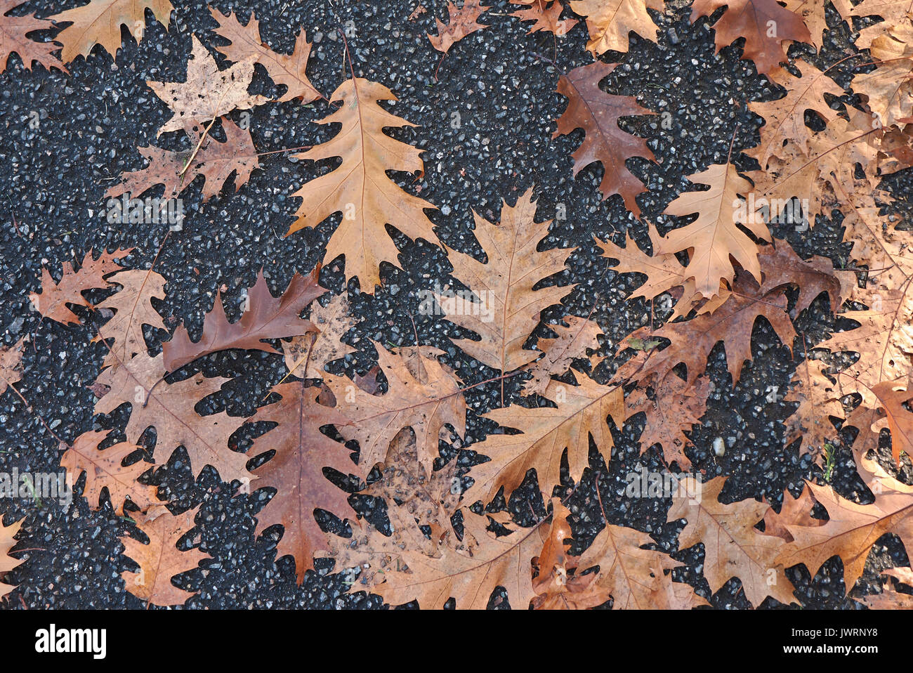Quercus rubra leaves Stock Photo