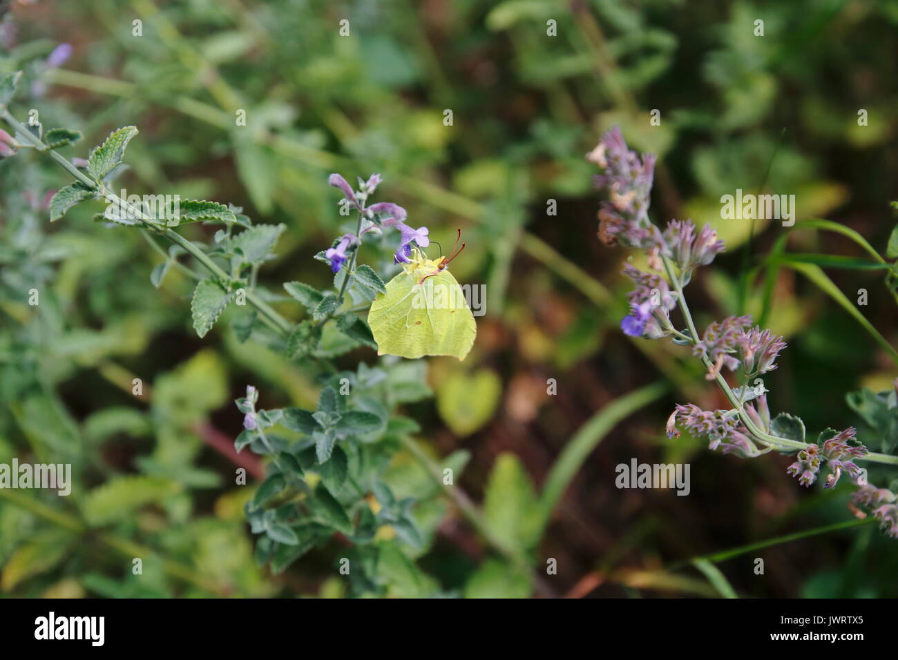 Zitronenfalter, Gonepteryx rhamni, Tagfalter, Gelber Schmetterling Stock Photo